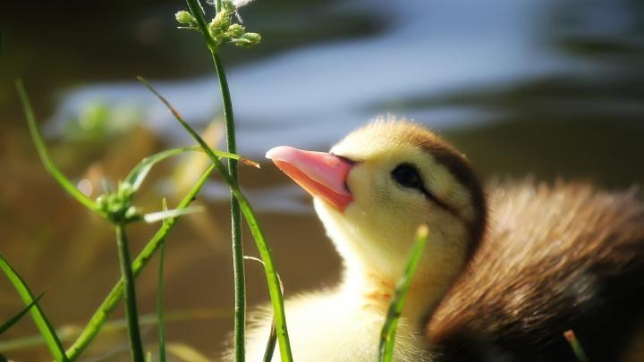Baby Duck Wallpapers - Top Free Baby Duck Backgrounds - WallpaperAccess