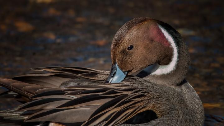 1920x1080 Pintail Duck Laptop Full HD 1080P HD 4k Wallpapers, Images 