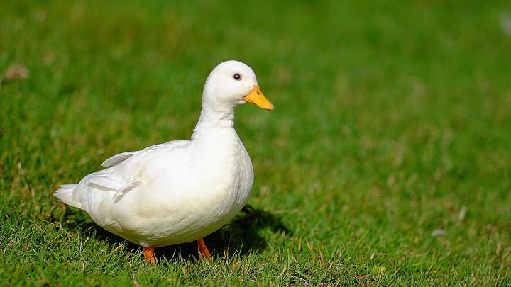 Cute Duck Wallpapers - Top Free Cute Duck Backgrounds - WallpaperAccess
