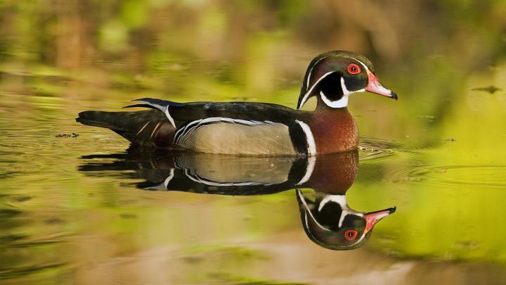 Wood Duck Wallpapers - Top Free Wood Duck Backgrounds - WallpaperAccess