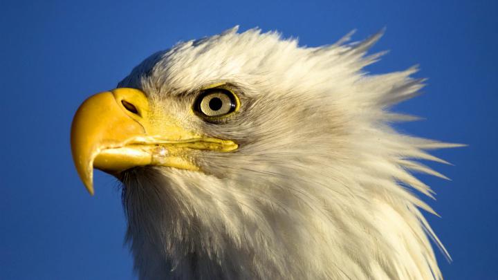 [32+] 1920X1080 Eagle Wallpaper 