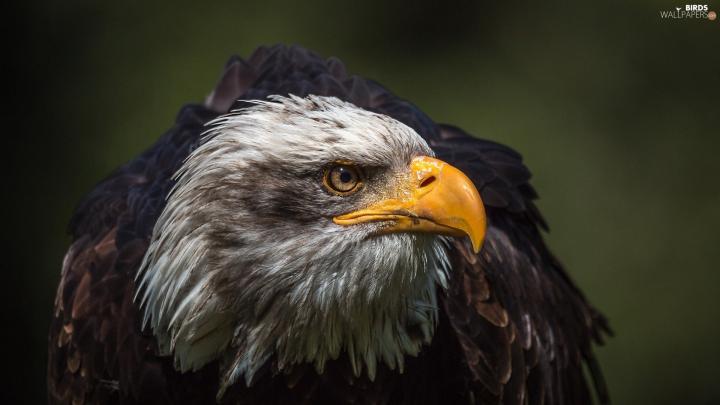 [32+] 1920X1080 Eagle Wallpaper 