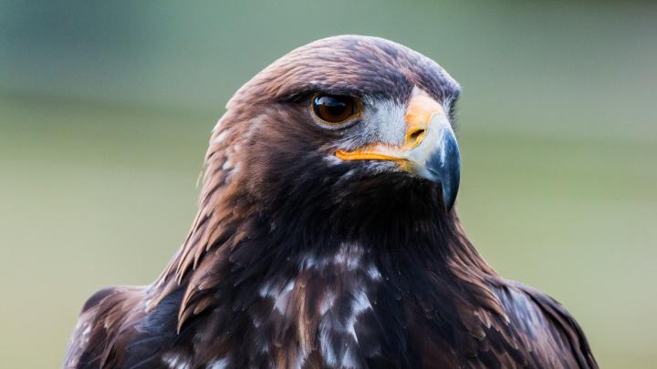 Download wallpaper: Golden eagle portrait 1920x1080