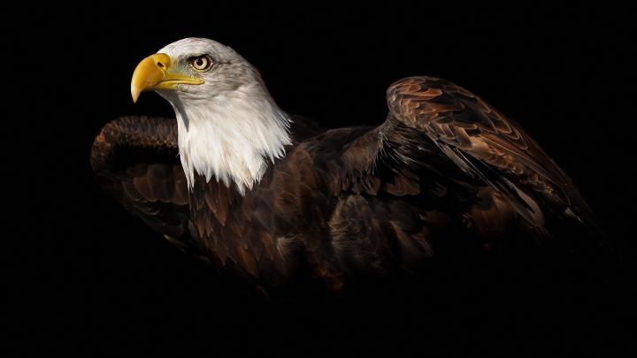Bald Eagle Desktop Wallpaper \u00b7\u2460 