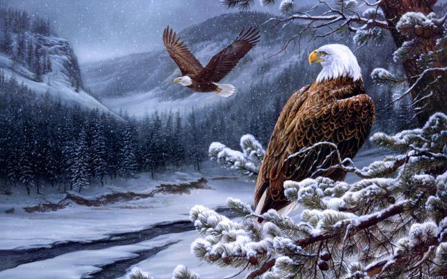 American Bald Eagle Wallpaper \u00b7\u2460 