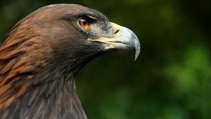 Eagles 1920 X 1080 Wallpapers - Top Free Eagles 1920 X 1080 Backgrounds 