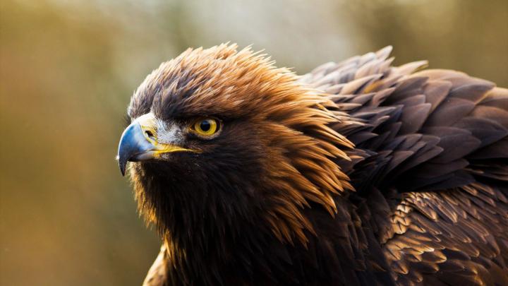 Golden Eagle Wallpaper -