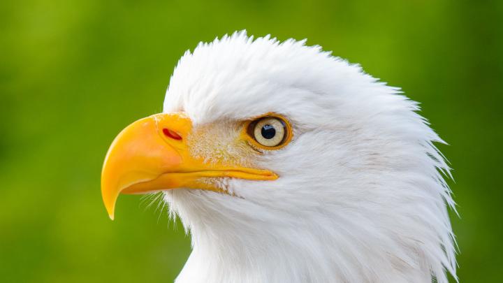 1920 X 1080 Eagle Wallpapers - Top Free 1920 X 1080 Eagle Backgrounds 