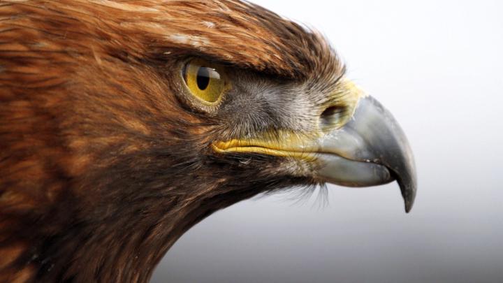 Eagle Wallpapers (68+ background pictures)