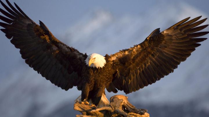 Eagles wallpaper \u00b7\u2460 Download free amazing backgrounds for desktop and 