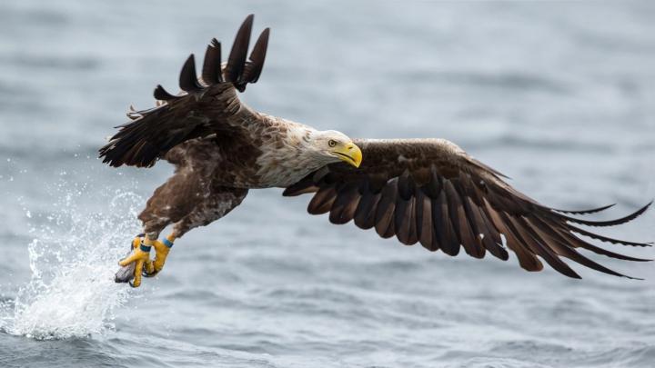 Eagles 1920 X 1080 Wallpapers - Top Free Eagles 1920 X 1080 Backgrounds 