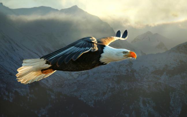 Eagle Wallpapers (68+ images)