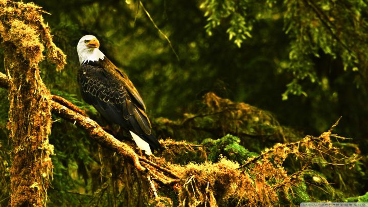 1920X1080 Eagle Wallpaper -