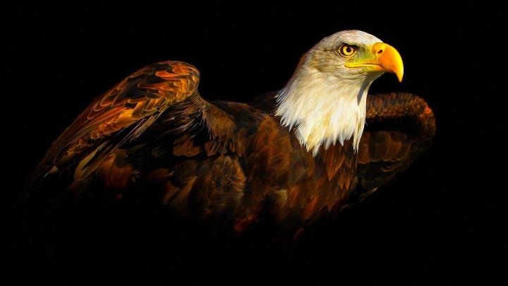 [35+] Eagles Wallpapers HD Widescreen 