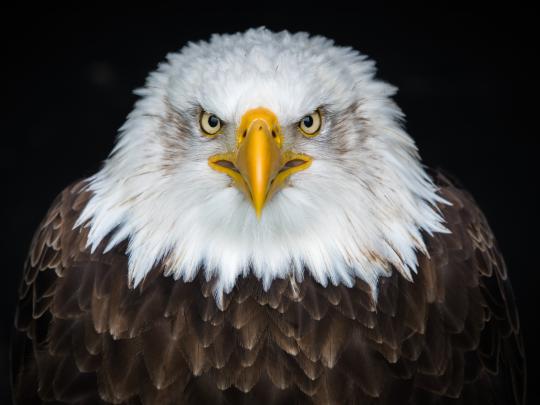 American Bald Eagle Wallpapers (62+ background pictures)