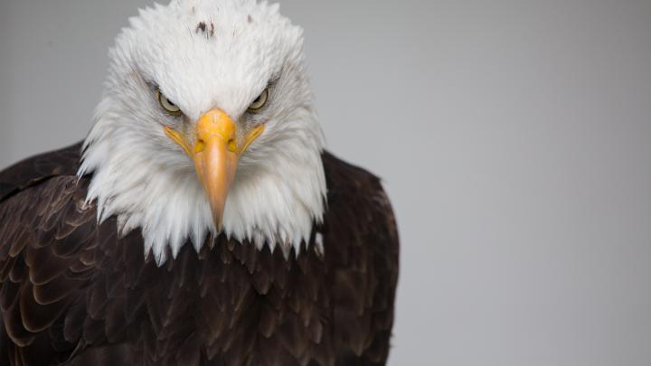 Bald Eagle Wallpaper \u00b7\u2460 