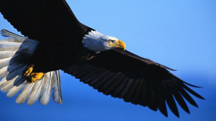 Golden Eagle Wallpaper HD|Eagle Wallpaper 4K - 9to5 Car Wallpapers