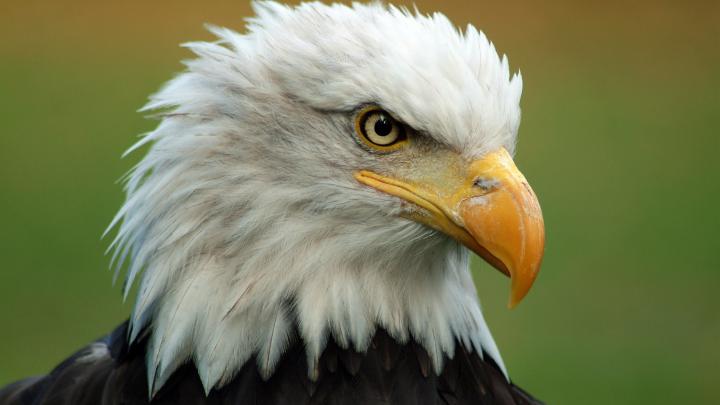 Patriotic Bald Eagle Wallpaper -