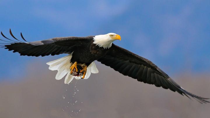 Golden Eagle Wallpaper HD|Eagle Wallpaper 4K - 9to5 Car Wallpapers