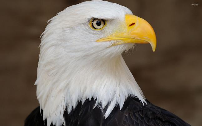 Bald eagle [2] wallpaper - Animal wallpapers - #34001