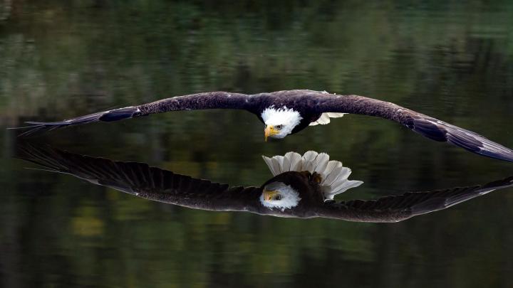 Eagle Wallpaper (81+ images)