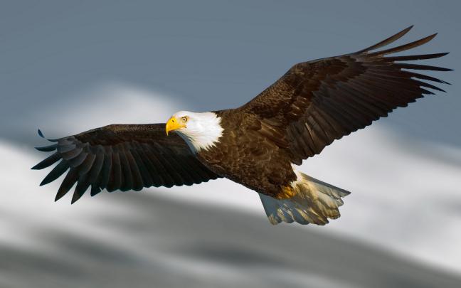 Golden Eagle Wallpaper HD|Eagle Wallpaper 4K - 9to5 Car Wallpapers