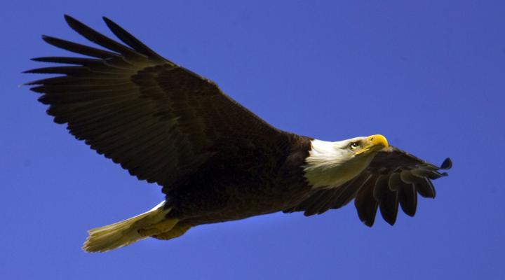 Patriotic Bald Eagle Wallpaper (66+ images)