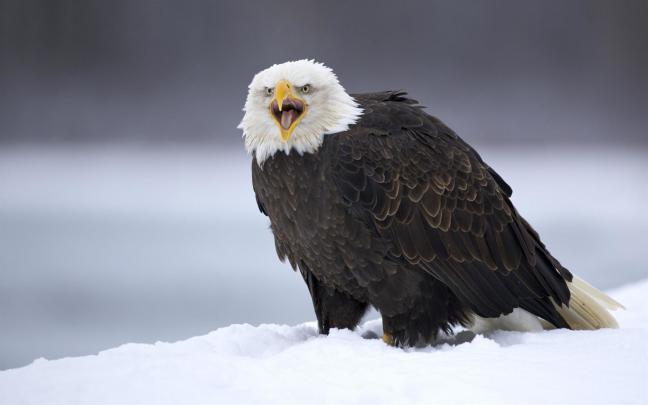 Bald Eagle Desktop Wallpaper \u00b7\u2460 