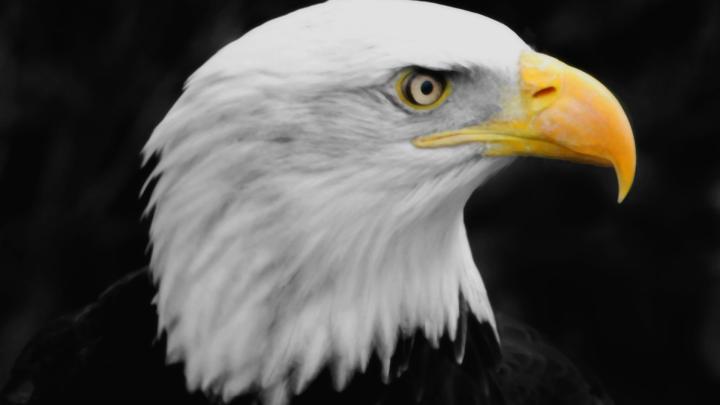 Golden Eagle Wallpaper -