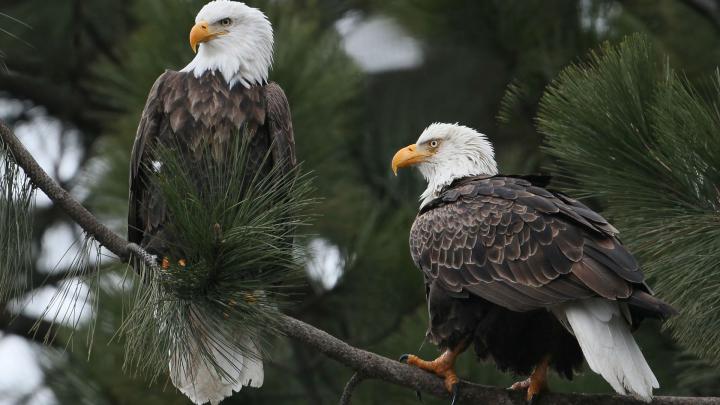 American Bald Eagle Wallpapers (62+ background pictures)
