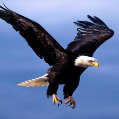 10 Best Flying Eagle Wallpaper Desktop FULL HD 1080p For PC Background 2020