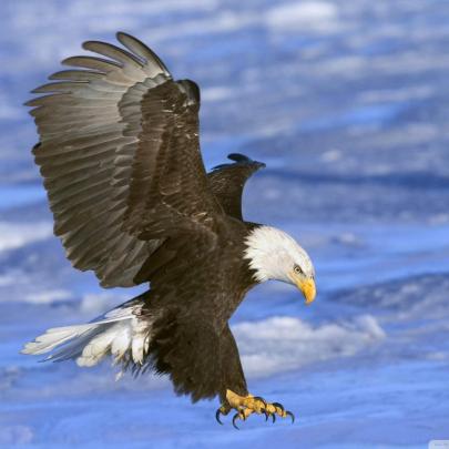 10 Best Flying Eagle Wallpaper Desktop FULL HD 1080p For PC Background 2020