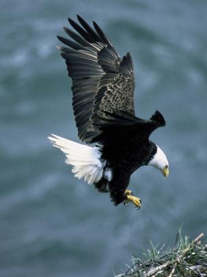 Free download Download hd bald eagle wallpaper HD wallpaper [1920x1080 