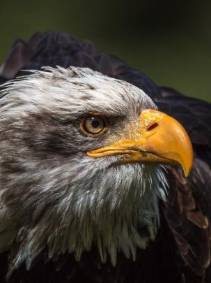 Free download eagle Bird Birds wallpapers 1920x1080 [1920x1080] for 