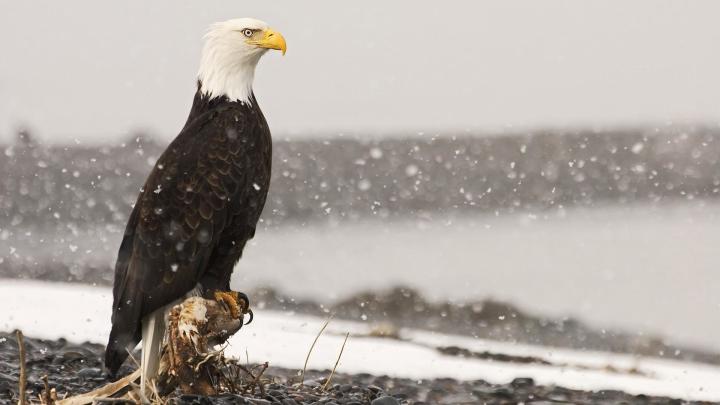Eagle Desktop Wallpaper (73+ images)
