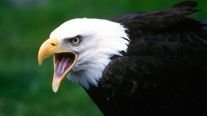 1920X1080 Eagle Wallpaper -