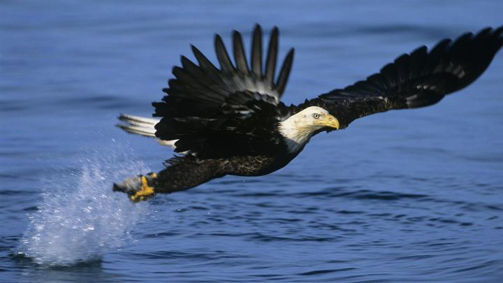 1920X1080 Eagle Wallpaper -
