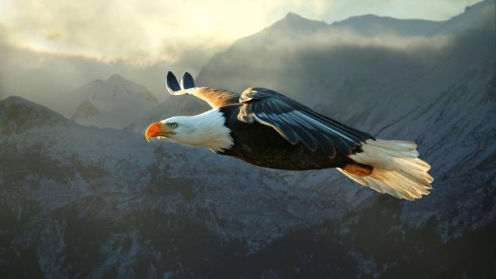 Bald Eagle Wallpaper \u00b7\u2460 