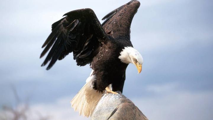 Eagle Wallpaper (81+ images)
