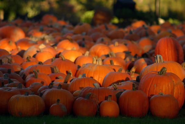 Free Desktop Pumpkin Wallpapers 