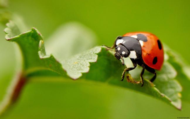 Microsoft Wallpaper and Screensavers (66+ images)