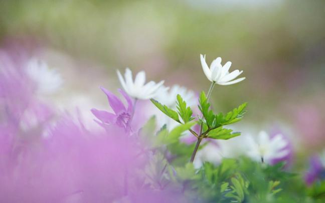 Desktop Backgrounds Microsoft
