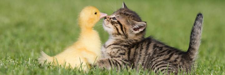 cat duck friends | HD Desktop Wallpapers
