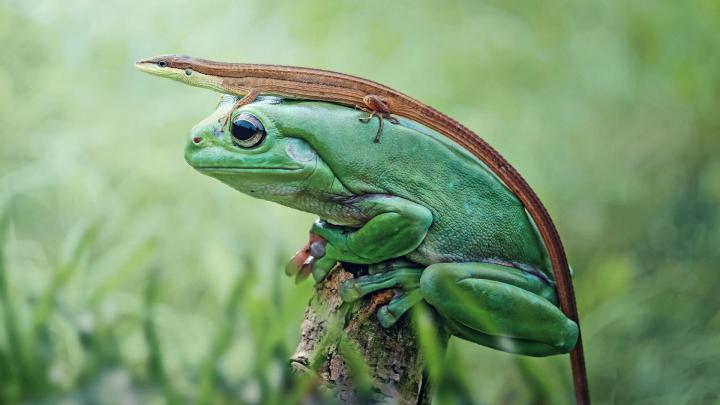 Friends Frog Lizard Wallpapers | HD Wallpapers | ID #23984