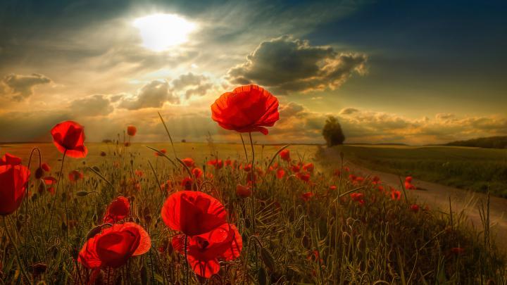 Desktop HD Nature Wallpapers 
