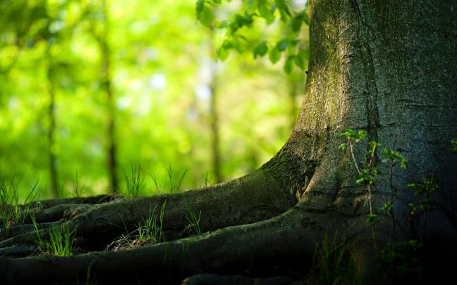 Download Full HD Wallpapers 1080p Nature Free Download Gallery
