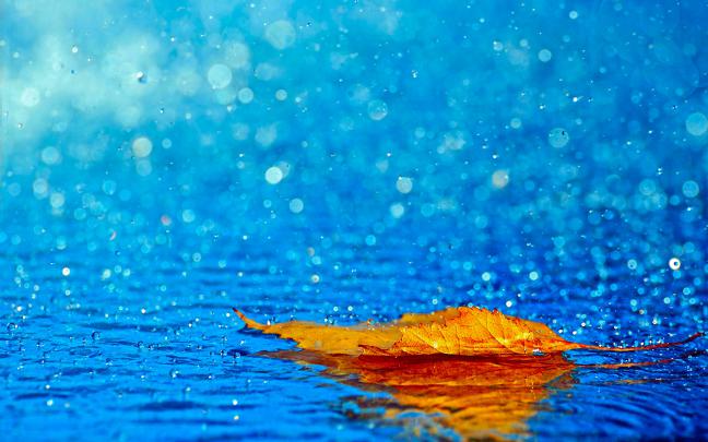 Download Rain Wallpaper Full HD Gallery