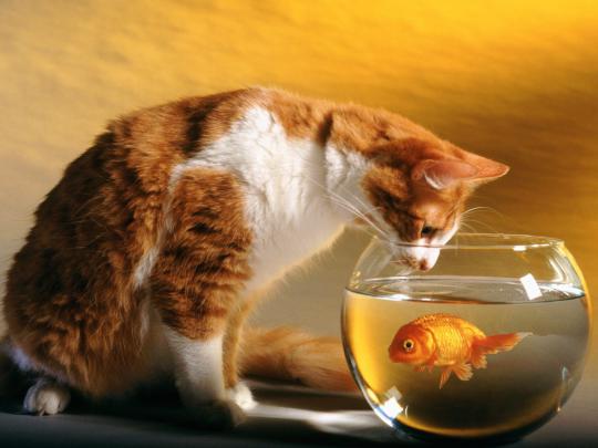 funny cat wallpaper for desktop - Free Desktop Wallpaper