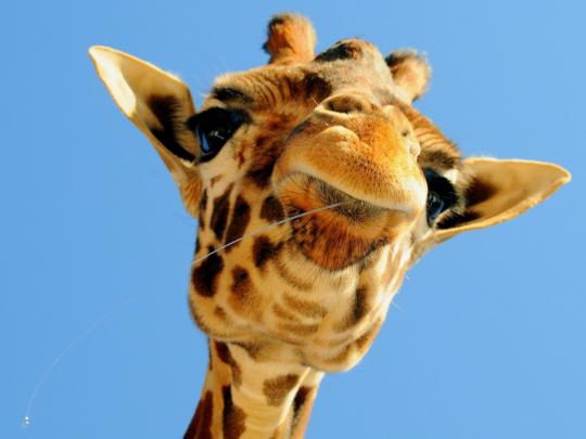 Giraffe Desktop Backgrounds
