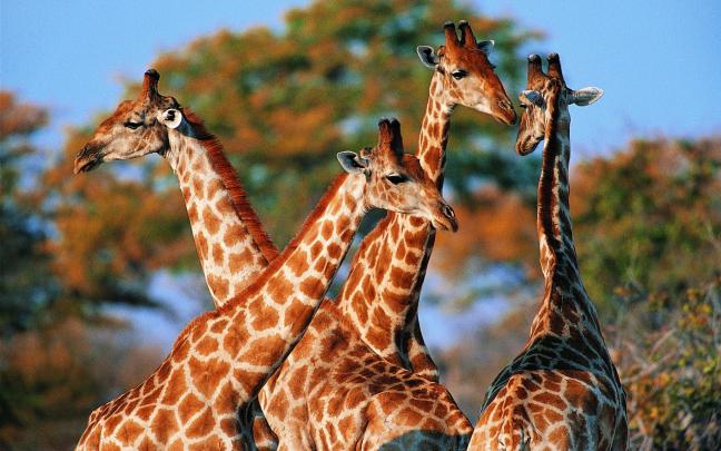 Giraffe Desktop Background -